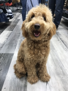 Looking for Red Mini Goldendoodle Stud Listing Image