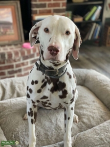 Perfectly Spotted Liver Dalmatian Listing Image