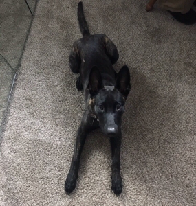 Dog breed belgium malinois, male, 2 years old, for mating Listing Image