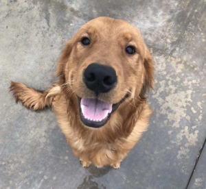Golden Retriever Stud dog Listing Image