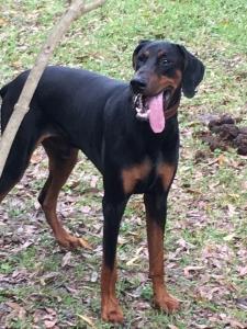 Stud Doberman  Listing Image