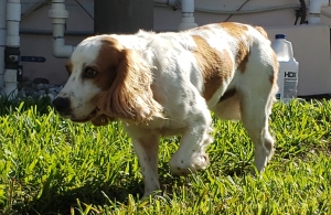 Cavalier King Charles Spaniel Stud Listing Image