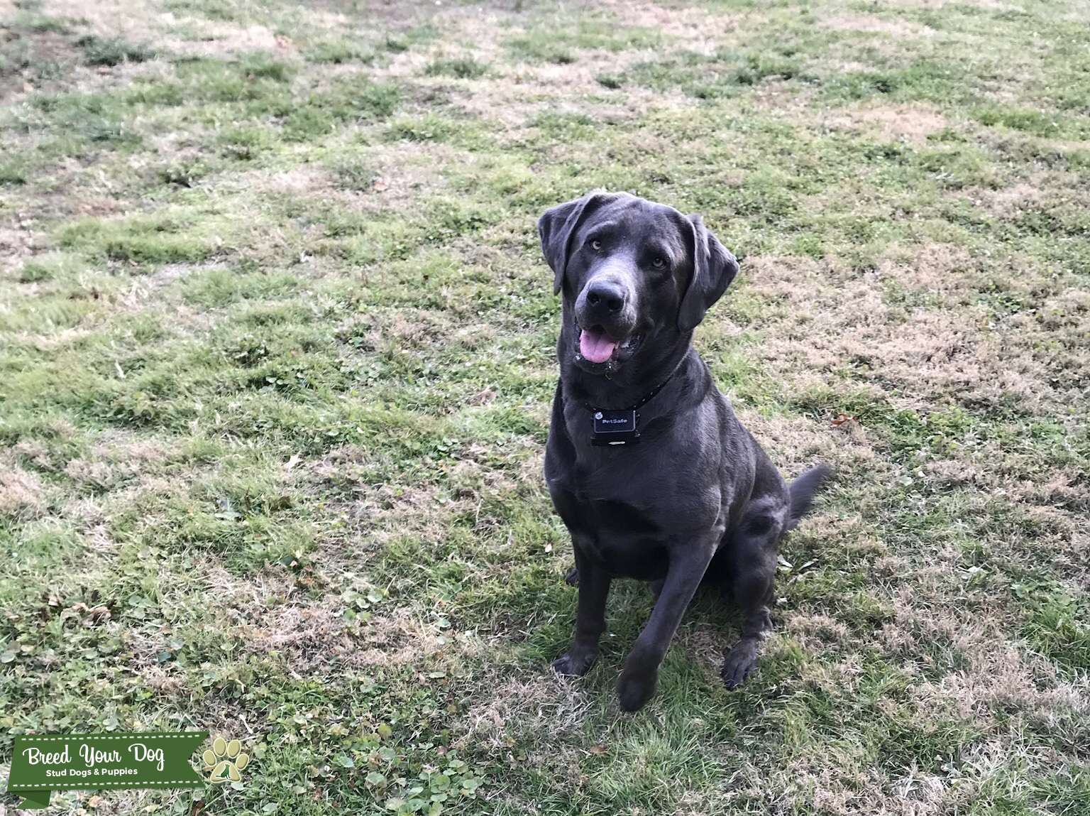 Charcoal Lab loyal, energetic, and loving Stud Dog in Ohio, VA, WV