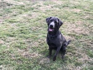 Charcoal Lab: loyal, energetic, and loving  Listing Image
