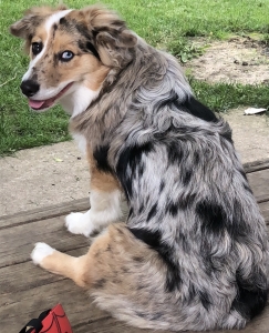 looking For corgi stud  Listing Image