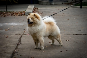Well Behaved Chow Chow Listing Image