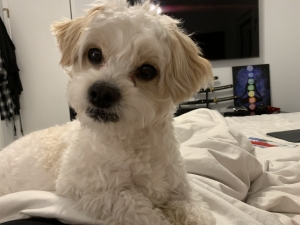 Maltipoo F1 stud Listing Image