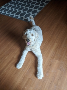 Simba, The Labradoodle Listing Image