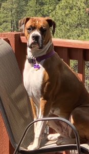 Muscular Large Fawn Boxer Listing Image