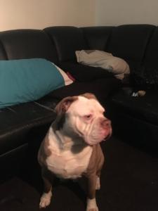 Looking to stud Listing Image