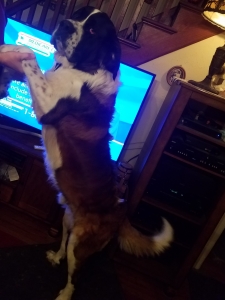 Pure Breed St. Bernard Stud Listing Image