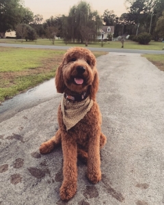F2 Goldendoodle Stud Listing Image