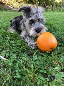 Miniature schnauzer Listing Image