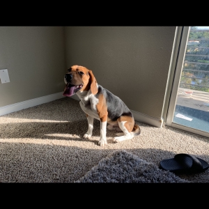 Handsome Beagle Listing Image