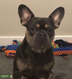 Frenchie AKC Stud Services Available Listing Image