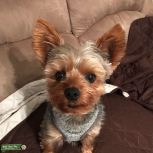 Little yorki looking for true love Listing Image
