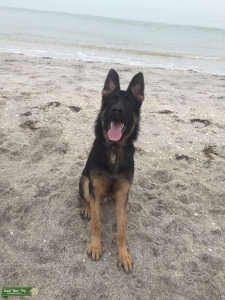 east german shepherd ddr working line male for stud Listing Image