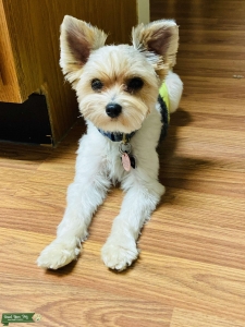 Toy Parti Yorkie for stud Listing Image