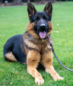 Champion bloodline.  Amazing German Shephed male  Listing Image