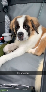 St.Bernard male Listing Image