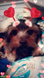 Reliable, dependable, never disappoints, our little fur baby Negan has produced every time Listing Image