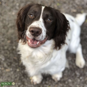 Stunning sprocker stud Listing Image