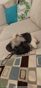 Fawn Pug Stud Listing Image