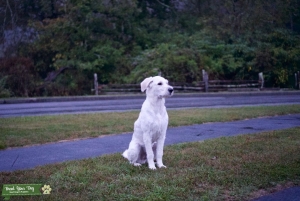 Blonde F1 Goldendoodle Stud Listing Image