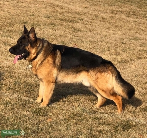 German Shepherd male for stud Listing Image