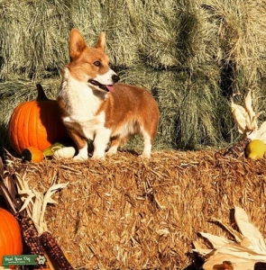 Red Bluie PW Corgi  Listing Image