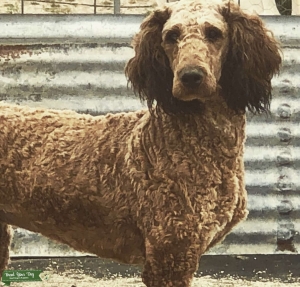 Gorgeous red sable abstract standard poodle Listing Image