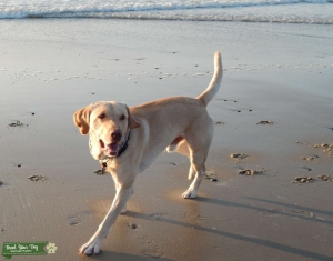 Yellow labrador Listing Image
