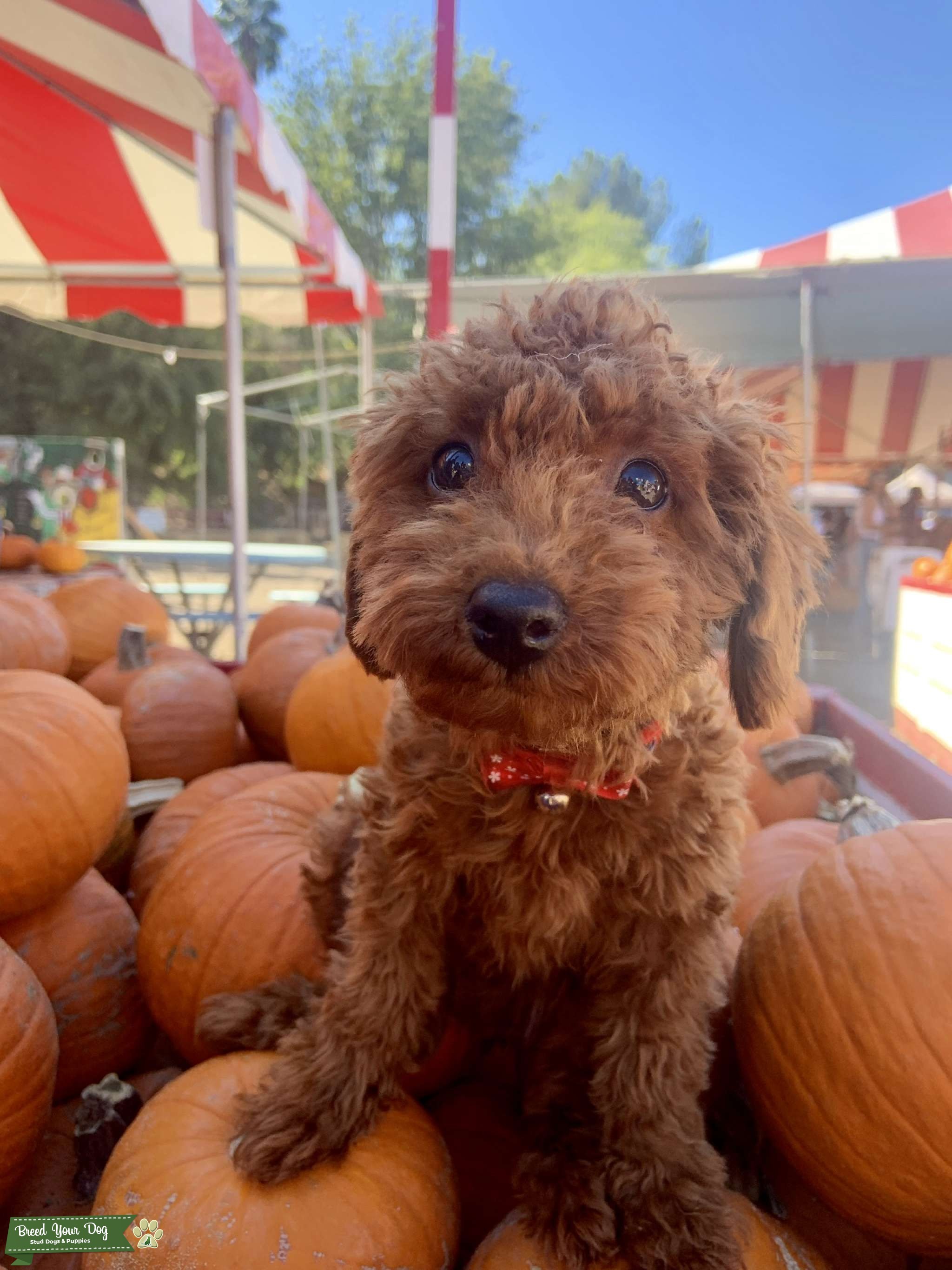 Teacup poodle rare red brown Stud Dog in California , United States