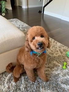 Miniature F1b Goldendoodle  Listing Image
