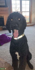 Standard Poodle Listing Image