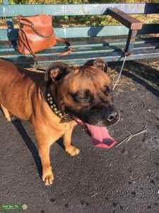 bull terrier x mastiff