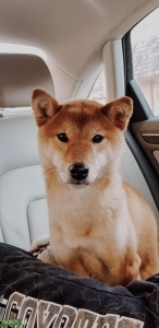 Shiba Inu Listing Image