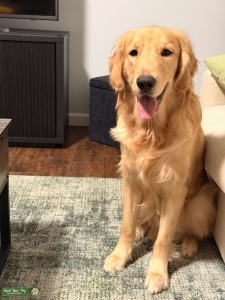 Golden Retriever Stud Dog Listing Image