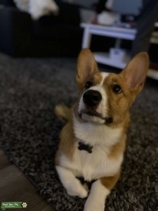 pembroke welsh corgi  Listing Image