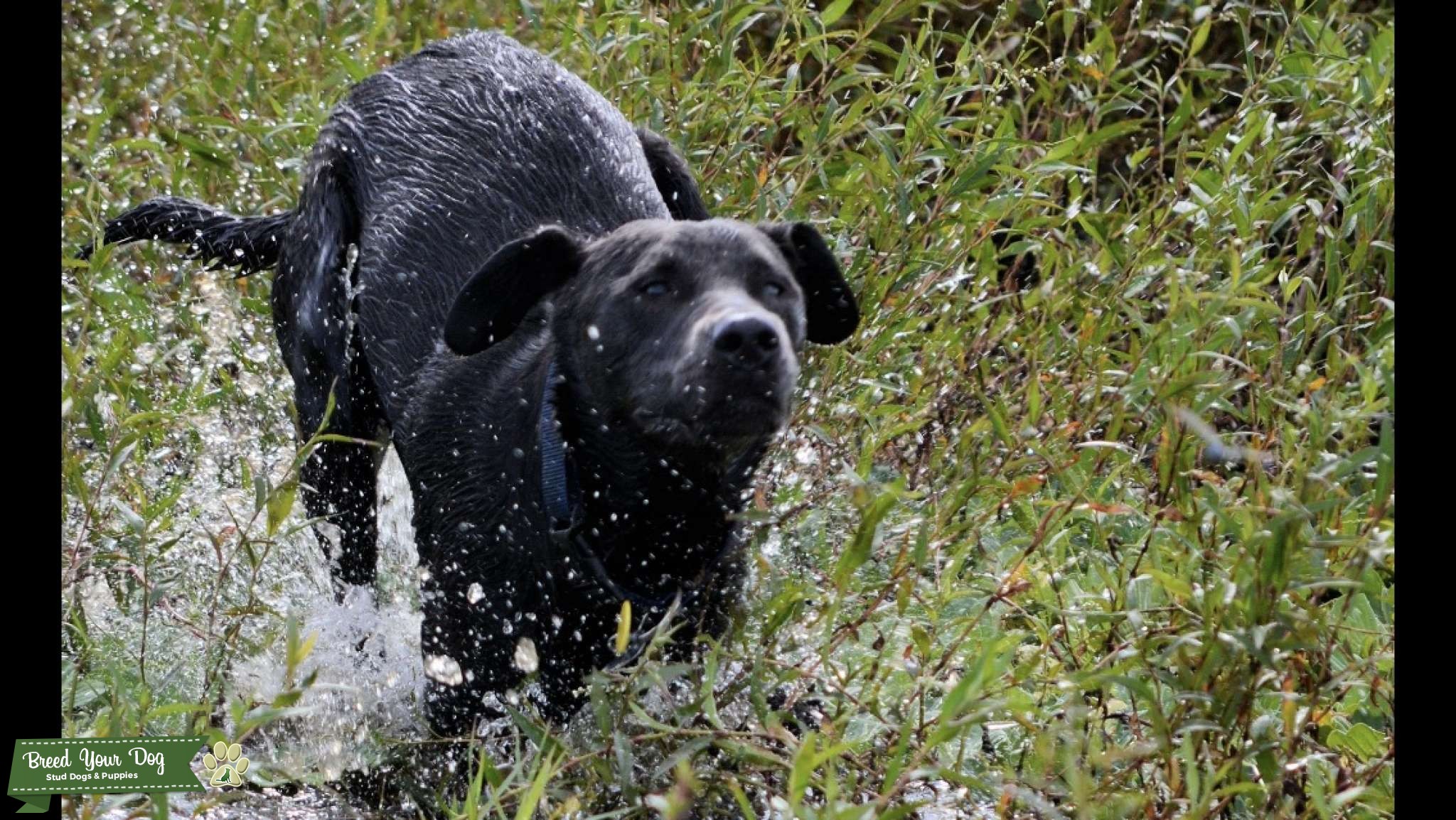 Memorial Charcoal lab for stud Breed Your Dog