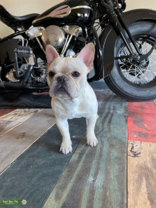 Cream French Bulldog Listing Image