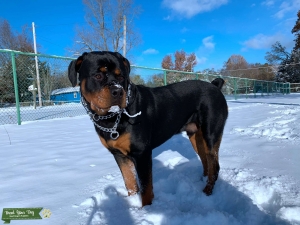 National Champion bloodline Rottweiler.  Listing Image