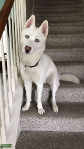 All White Siberian husky  Listing Image