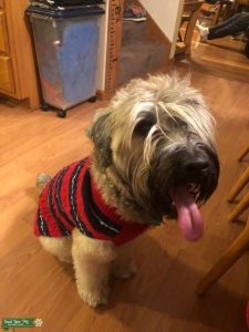 Soft Coated Wheaten Terrier Listing Image