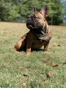 Stud French Bulldog  Listing Image