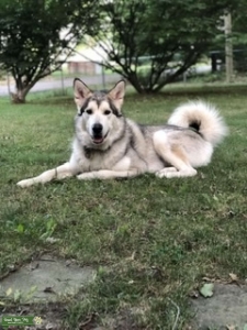 Alaskan Malamute  Listing Image