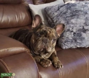 Armani The Stud Listing Image
