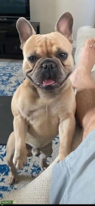 French Bulldog Stud Listing Image