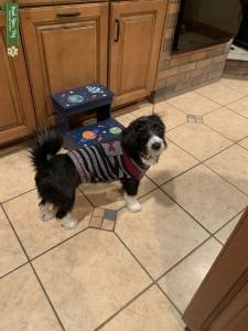 Pure corgi poo stud Listing Image
