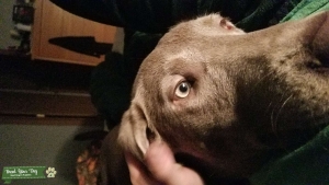 Silver Labrador Retriever Listing Image